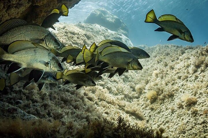 Eight Double Dives in Capo Carbonara Marine Protected Area — Sardinia Scuba Package photo 2