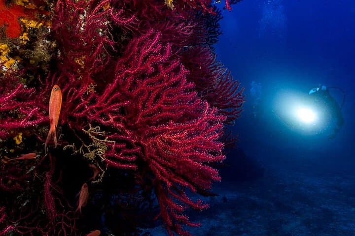 Eight Double Dives in Capo Carbonara Marine Protected Area — Sardinia Scuba Package photo 3