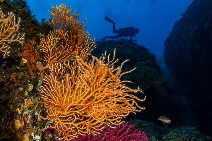 Capo Carbonara Eight-Dive Package: Explore Sardinia's Marine Protected Area photo 2