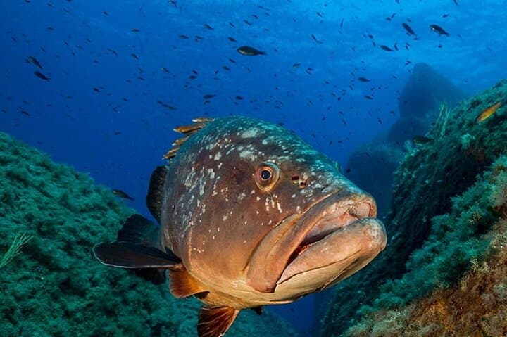 Capo Carbonara 6-Double-Dive Package — Guided Scuba in Villasimius, Sardinia photo 2