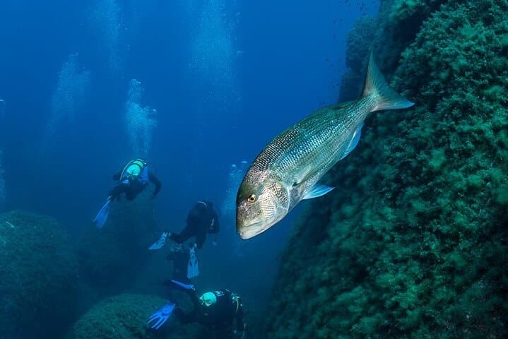 Capo Carbonara 6-Double-Dive Package — Guided Scuba in Villasimius, Sardinia photo 3
