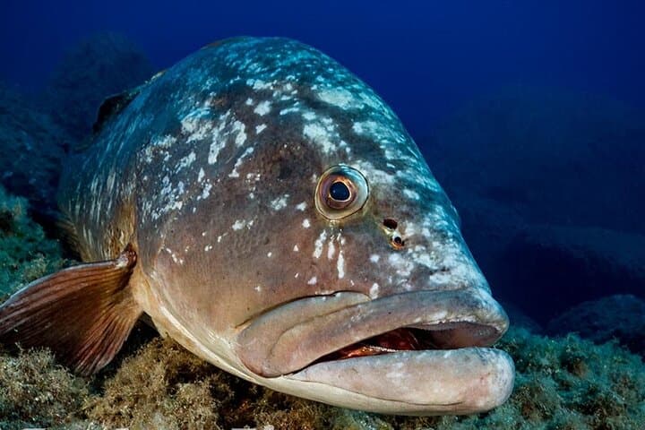 Explore Capo Carbonara: 6-Dive Package in Sardinia's Marine Reserve photo 2