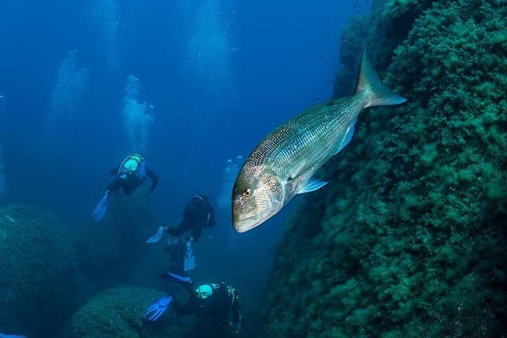 Explore Capo Carbonara: 6-Dive Package in Sardinia's Marine Reserve photo 3