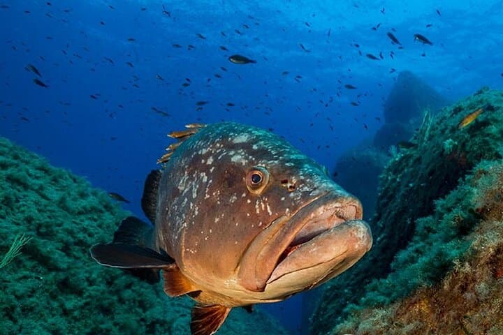 Four Double Dives in Capo Carbonara Marine Protected Area — Villasimius Scuba Guide photo 2