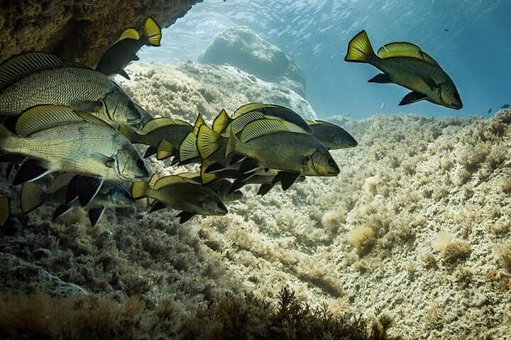 Four Double Dives in Capo Carbonara Marine Protected Area — Villasimius Scuba Guide photo 3