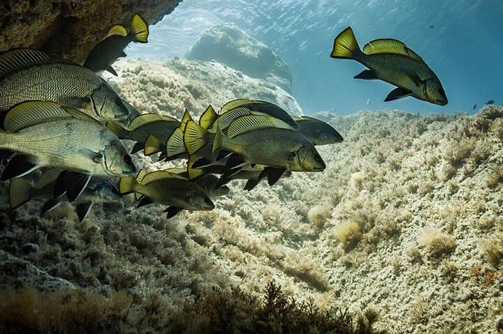 Capo Carbonara Four-Dive Package: Explore Sardinia’s Marine Protected Area photo 2