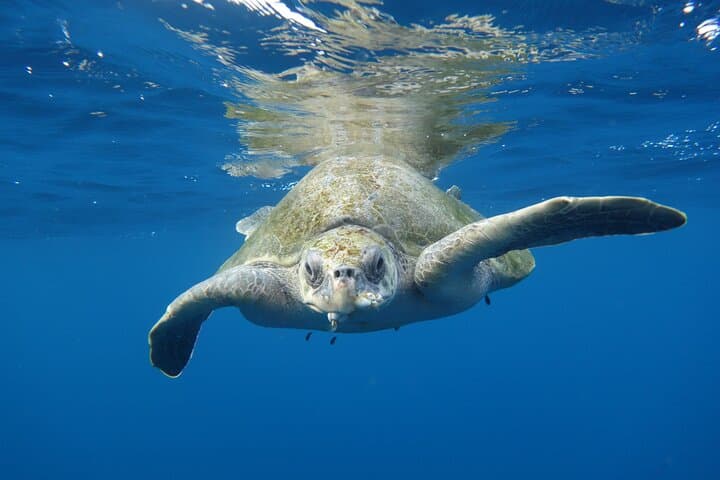 Private Snorkeling Tour in Cabo San Lucas — Escape the Crowds photo 4