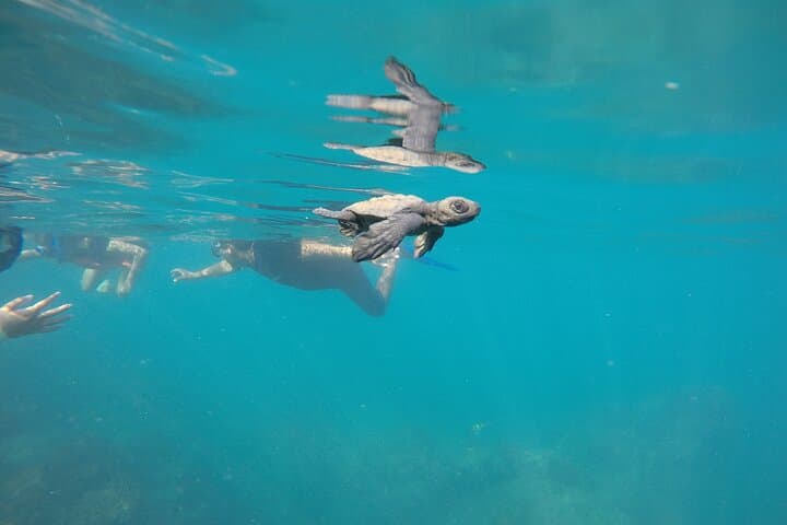 Private Snorkeling Tour in Cabo San Lucas — Escape the Crowds photo 5