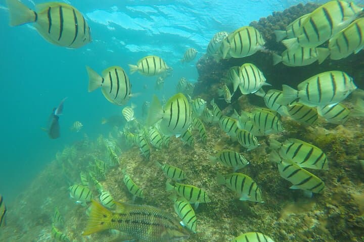 Private Snorkeling Tour in Cabo San Lucas — Escape the Crowds photo 6
