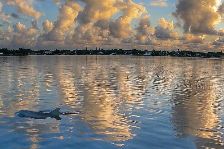 Sunrise Paddle Boarding Adventure: Jupiter Mangroves & Wildlife Eco Tour photo 5