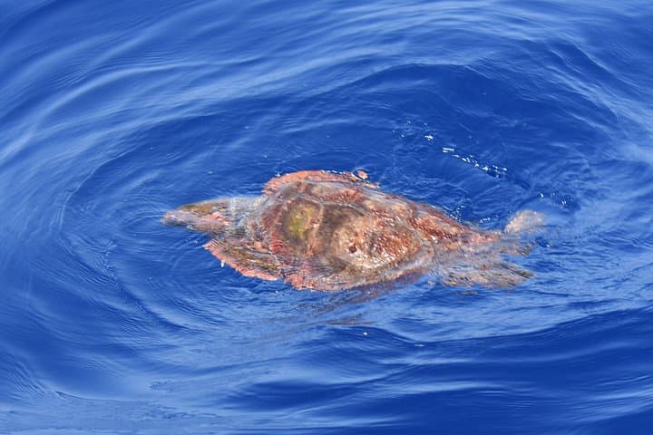 Los Gigantes Cliffs Small-Group Sail Tour with Lunch — Whale Watching & Snorkeling in Tenerife photo 2