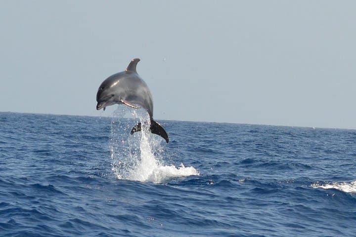 Los Gigantes Cliffs Small-Group Sail Tour with Lunch — Whale Watching & Snorkeling in Tenerife photo 3