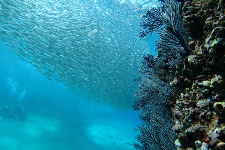 Private Dive Boat in Cabo San Lucas: Small-Group Certified Dives at the Arch photo 2
