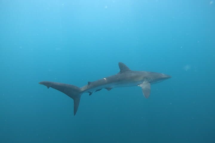 Private Dive Boat in Cabo San Lucas: Small-Group Certified Dives at the Arch photo 6