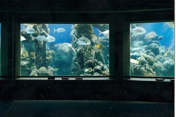 After-Hours Guided Tour of Coral World Ocean Park & Happy Hour in St. Thomas