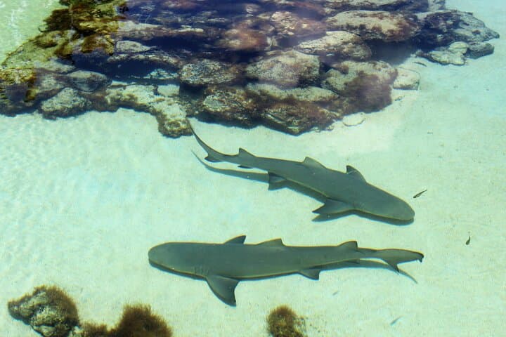After-Hours Guided Tour of Coral World Ocean Park & Happy Hour in St. Thomas photo 3