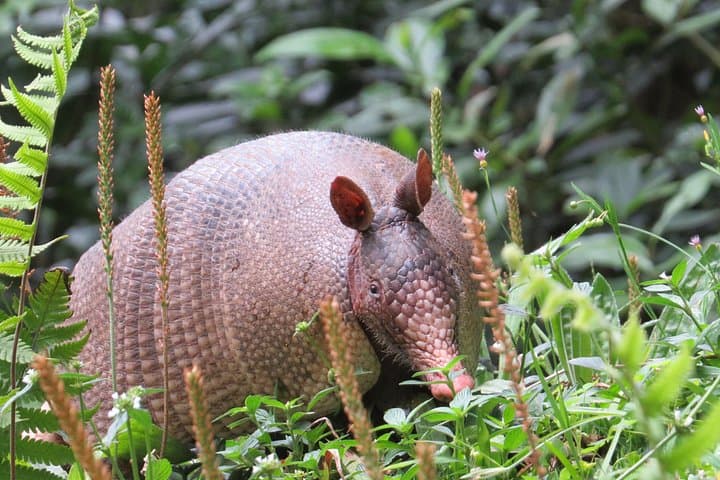 Natural History Walk at Curi Cancha Reserve: Monteverde Cloud Forest Wildlife Tour photo 1