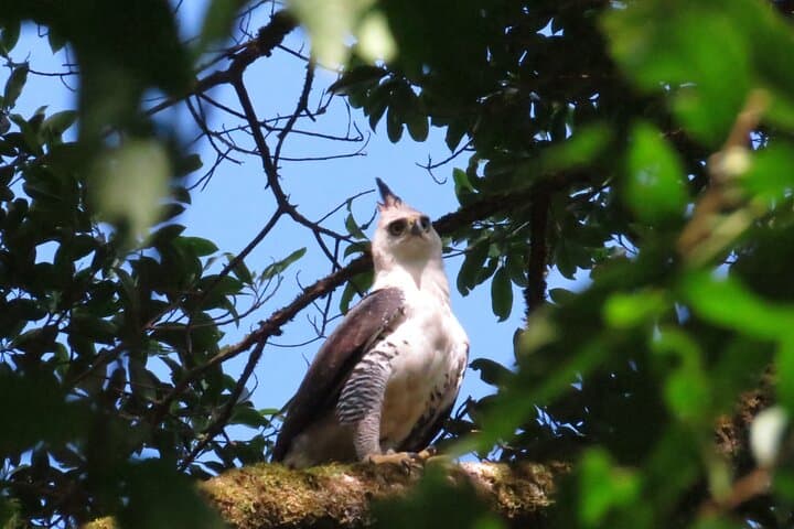 Monteverde Shared 5-Hour Bird Watching Tour — Cloud Forest Dawn