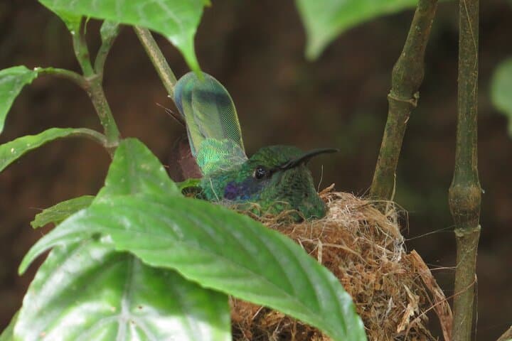 Monteverde Shared 5-Hour Bird Watching Tour — Cloud Forest Dawn photo 2