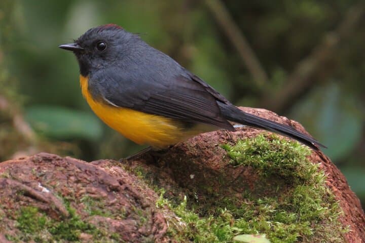 Monteverde Shared 5-Hour Bird Watching Tour — Cloud Forest Dawn photo 3
