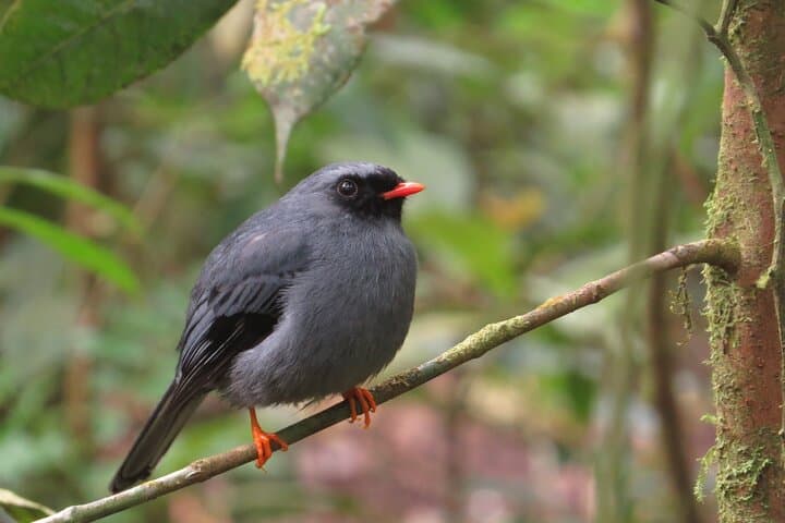 Monteverde Shared 5-Hour Bird Watching Tour — Cloud Forest Dawn photo 4