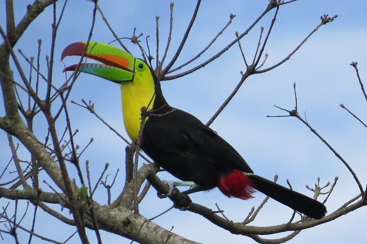 Monteverde Shared 5-Hour Bird Watching Tour — Cloud Forest Dawn photo 5