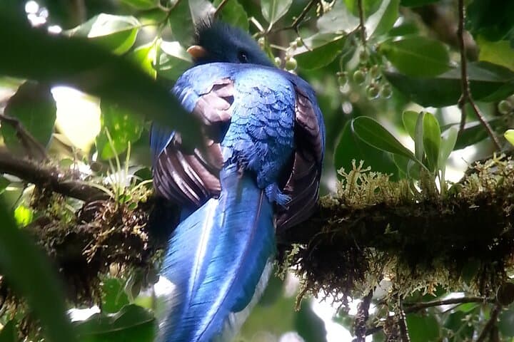 Monteverde Shared 5-Hour Bird Watching Tour — Cloud Forest Dawn photo 6