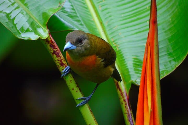 Overnight Jungle Camping and River Tubing at Rio Agujitas, Drake Bay photo 2