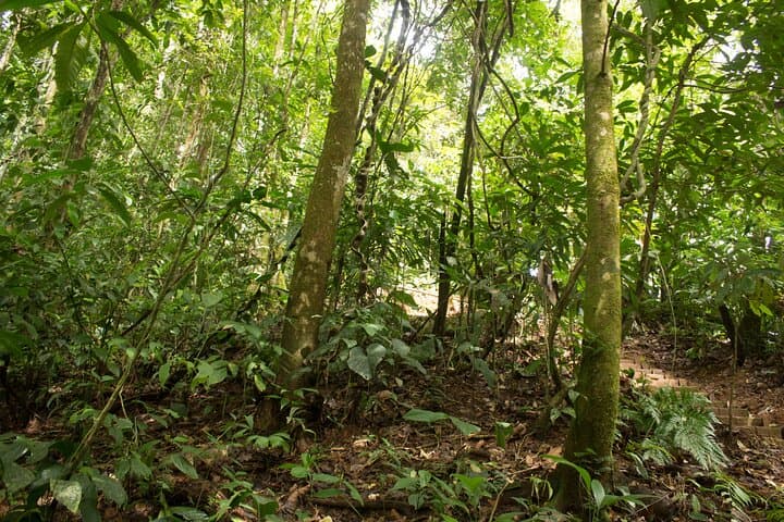 Overnight Jungle Camping and River Tubing at Rio Agujitas, Drake Bay photo 4