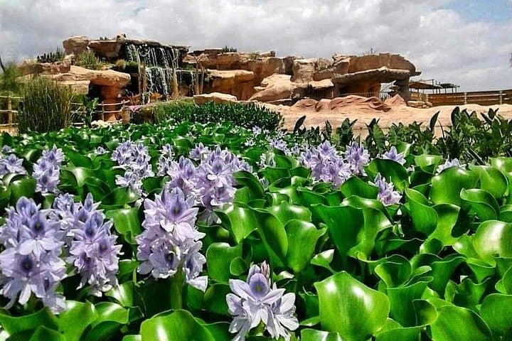 Agadir Crocodile Park Tour — See 300+ Nile Crocodiles with Round-Trip Transport photo 2