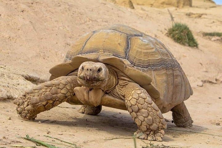 Agadir Crocodile Park Tour — See 300+ Nile Crocodiles with Round-Trip Transport photo 4