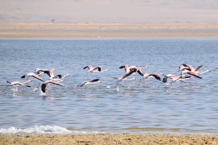 Fayoum Full-Day Birding Expedition: Qarun Lake & Wadi El-Rayan