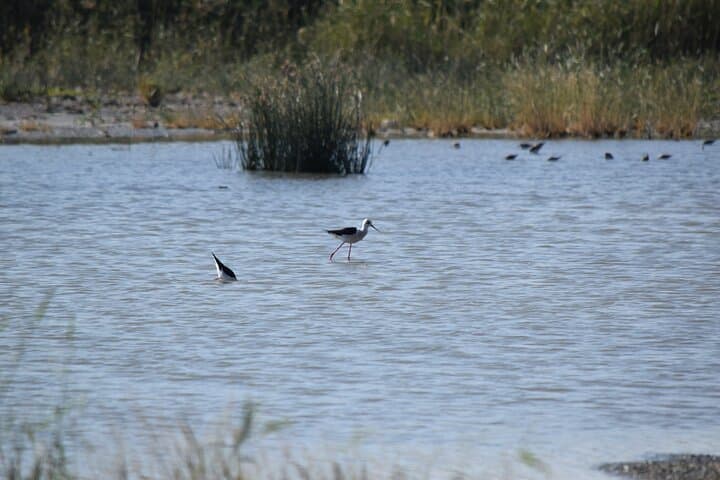 Fayoum Full-Day Birding Expedition: Qarun Lake & Wadi El-Rayan photo 2