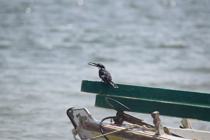 Fayoum Full-Day Birding Expedition: Qarun Lake & Wadi El-Rayan photo 3