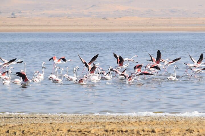 Fayoum Full-Day Birding Expedition: Qarun Lake & Wadi El-Rayan photo 4