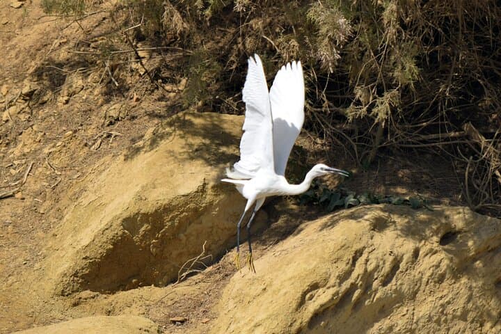 Fayoum Full-Day Birding Expedition: Qarun Lake & Wadi El-Rayan photo 5