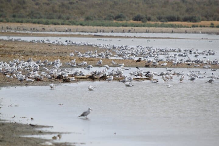 Fayoum Full-Day Birding Expedition: Qarun Lake & Wadi El-Rayan photo 6