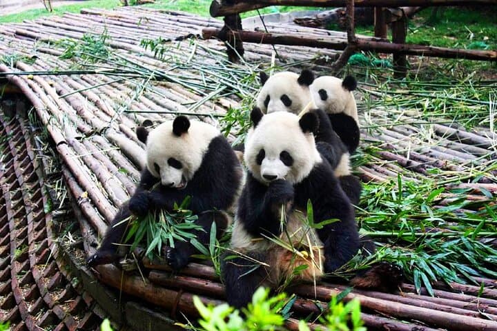Half-Day at Chengdu Panda Breeding Research Base: See Giant Pandas Up Close photo 5