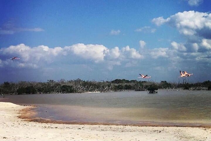 Costa Esmeralda 5-in-1 Progreso Day Tour — Cenotes, Flamingos & Xcambo Ruins photo 5