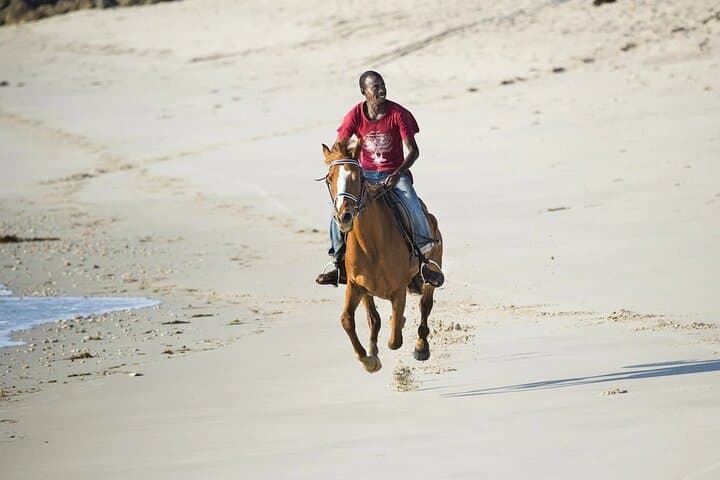 Dar es Salaam Zoo & Horse Riding Day Tour — Wildlife Encounters and Practical Tips