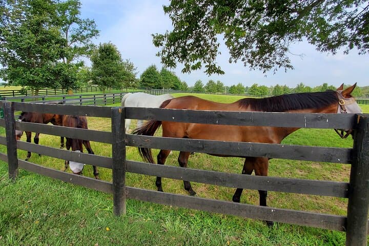 Bluegrass Horse Farm Tour: Behind-the-Scenes Lexington Thoroughbred Experience photo 4
