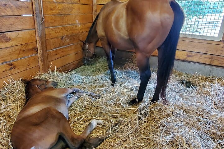 Bluegrass Horse Farm Tour: Behind-the-Scenes Lexington Thoroughbred Experience photo 2