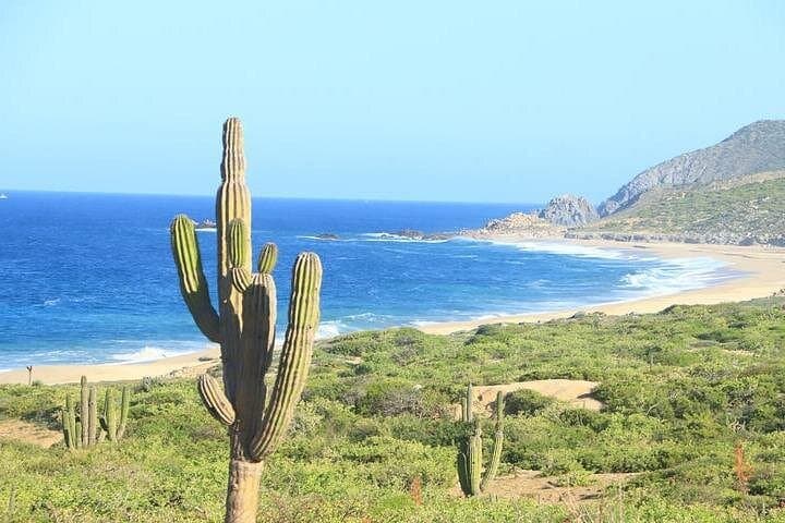 ATV and Dune Buggy Combo at Mirgriño Beach: High-Speed Dunes Near Cabo San Lucas photo 4