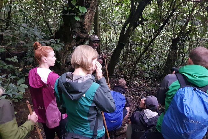 2-Day Chimpanzee Trekking and Canopy Walk in Nyungwe National Park, Rwanda