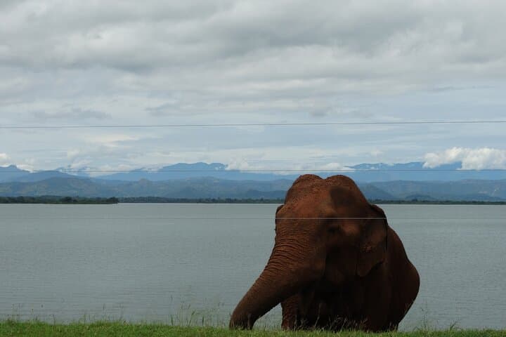 Coastal Train to Galle: 2-Day Cultural & Turtle Tour from Colombo photo 2