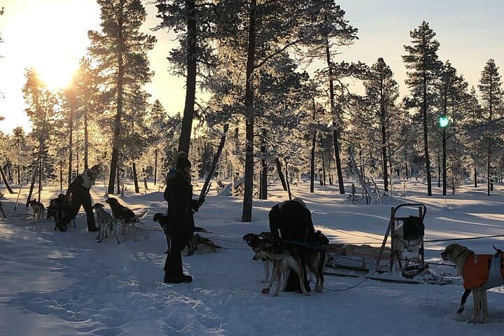 Sit-Down Husky Ride: Dog Sled Tour in Kiruna's Arctic Forests photo 3