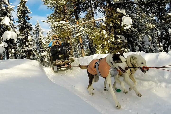Sit-Down Husky Ride: Dog Sled Tour in Kiruna's Arctic Forests photo 2