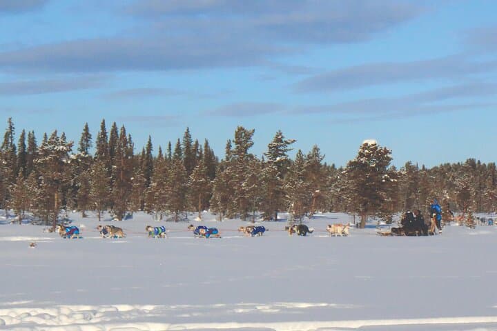 Sit-Down Husky Ride: Dog Sled Tour in Kiruna's Arctic Forests photo 4