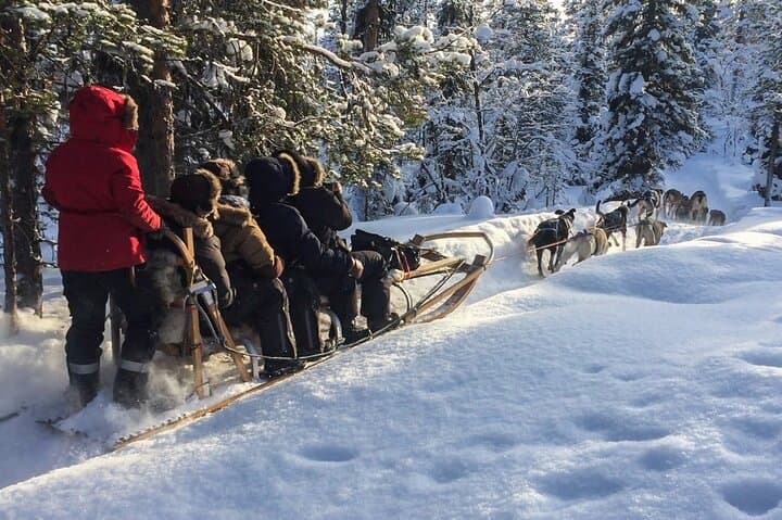 Sit-Down Husky Ride: Dog Sled Tour in Kiruna's Arctic Forests