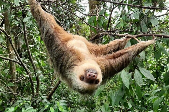 Rio Celeste Waterfall and Tenorio Volcano Day Trip — Sloths, Blue Water & Rainforest Hike photo 4